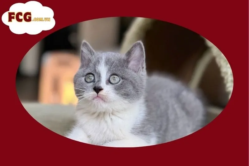 Letrungpet.com